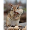Wakefield Virginia Shelled Peanuts for Wildlife, 45 LBS - 2 of 4