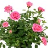 4" Mini Roses Light Pink - Good Little Garden™ - 2 of 3