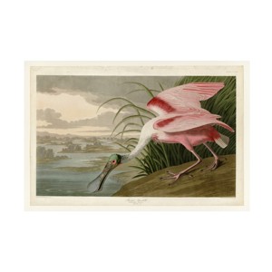 Trademark Fine Art -John James Audubon 'Roseate Spoonbill' Canvas Art - 1 of 4