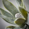 29"H Sullivans Subtle Dark Green Protea Spray, Green - 2 of 2