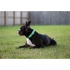 Country Brook Petz Deluxe Dog Collar - Summer Breeze Collection - Made in The U.S.A. - 2 of 4
