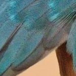 clear push pins bundle