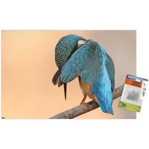 Trends International The Comedy Wildlife Photography Awards: Antonio Medina - Ashamed Unframed Wall Poster Prints - 1 of 4