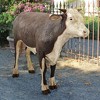 Design Toscano The Grand-Scale Wildlife Animal Collection: Hereford Steer Statue - 3 of 4