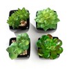 K-Cliffs Set of 4 Mini Artificial Succulents Small Fake Cactus Decorative Faux Plants Potted in Cube-Shape Black Ceramic Pots Bathroom Office Decor - 2 of 3
