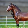 Breyer Animal Creations Breyer Traditional 1/9 Model Horse - Dominante XXIX - 4 of 4