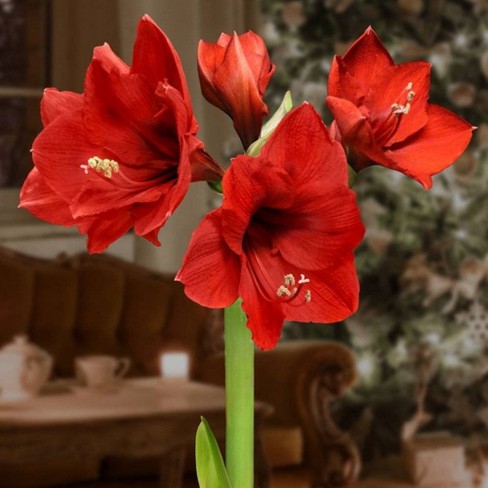 3pc Silver Waxed Giant Amaryllis Cottage Hill Nursery Target