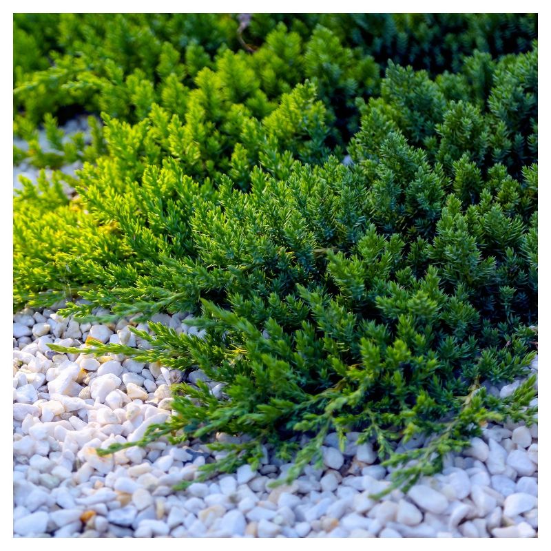 Juniper &#39;Blue Pacific&#39; 1pc - National Plant Network U.S.D.A Hardiness Zone 5-9 - 2.25 Gallon, 4 of 5