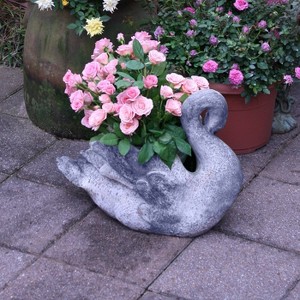 3pc Mini Rose Cupcake - National Plant Network: Thornless, Sun/Shade, Pink Blooms - 1 of 4