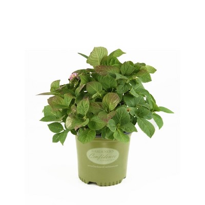 National Plant Network 2gal Gardners Confidence Hydrangea Mini Penny with Blooms