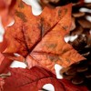 18"H Sullivans Maple Foliage Pick, Orange - 2 of 2