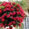 National Plant Network Live Outdoor 4" Red Beauty Hydrangea Plants - 3ct - 4 of 4