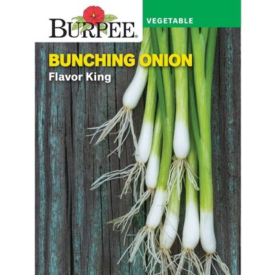 Burpee Bunching Onion Flavor King Vegetable Seeds: Full Sun, 70 Days To ...