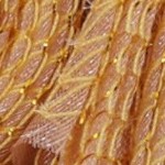 cherry blossoms pink