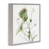 Stupell Industries Blooming Queen Anne's Lace Wildflower Watercolor Painting, 24" x 24" - 3 of 4