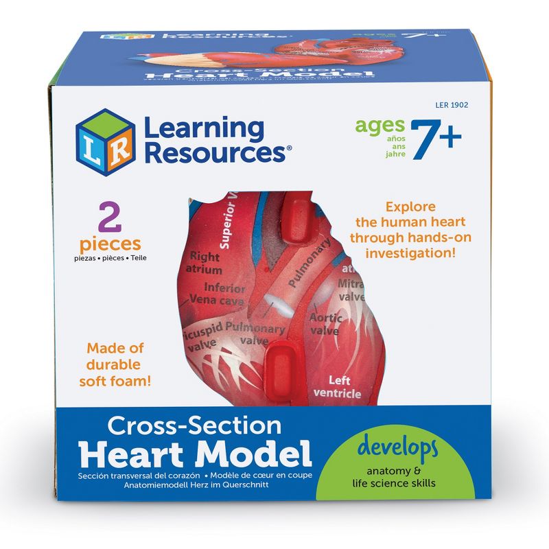 Learning Resources Cross-Section Human Heart Model - 2-Pieces, Grades 2+ | Ages 7+  Anatomy for Kids, Science Exploration Kits, 4 of 5