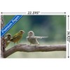 Trends International The Comedy Wildlife Photography Awards: Jacek Stankiewicz - Dispute Unframed Wall Poster Prints - 3 of 4