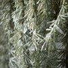 Sullivans Artificial 6'9" Snowy Weeping Pine Garland, Green - 2 of 4