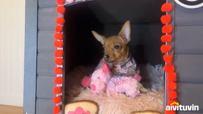 Medium Gray Insulated Wooden Dog House with Iron Frame