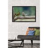 Trends International The Comedy Wildlife Photography Awards: Jacek Stankiewicz - Dispute Framed Wall Poster Prints - 2 of 4