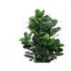 Gulches 31in Artificial Garcinia Tree in White Cement Pot Green 120 Real Touch Leaves Indoor Faux Floor Plant No Maintenance Decorative Greenery - 3 of 4
