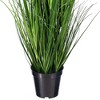 Green Lemongrass Potted - 3 of 4