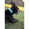 Country Brook Petz Heavy Duty Nylon Martingale Dog Collar with Deluxe Buckle - 30+ Vibrant Color Options - 3 of 4