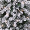 6.5' Prelit Flocked Pencil Slim Grand Alpine Wrapped Tree Clear Lights - National Tree Company - 3 of 4