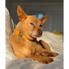 DIPHDA Luxury Pet Collar – Durable Eco-friendly Vegan Cactus Leather Adjustable Dog Collar & Cat - 3 of 4