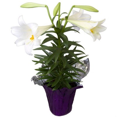 6" Live Potted Easter Lily Plant - Spritz™