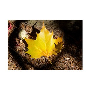 Trademark Fine Art - Suzanne Bonin Single Maple Leaf Canvas Art - 1 of 4