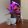Tierra Garden Plant Grow 3 Piece Kit - Plant Grow Light, Grooming Kit and 4 Spike Water Kit - 3 of 4
