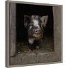 Amanti Art Please come in! (Pig) by Gert van den Canvas Wall Art Print Framed 16-in. x 16-in. - 3 of 4
