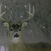 Northlight Fiber Optic Lighted Majestic Buck Canvas Wall Art 12" x 15.75" - 2 of 3