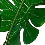 monstera