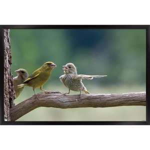 Trends International The Comedy Wildlife Photography Awards: Jacek Stankiewicz - Dispute Framed Wall Poster Prints - 1 of 4