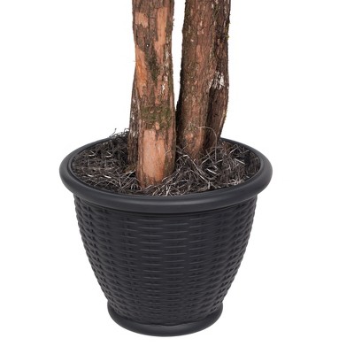 Ming Aralia Bush - Thumbnail 5