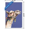Trends International Snowtap - Camel Photobomb Framed Wall Poster Prints - 3 of 4