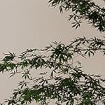 oak