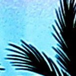 palm tree view autumn pink