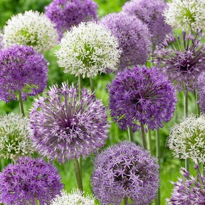 Allium Blend Set of 12 bulbs - Purple - Van Zyverden