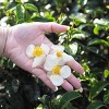 National Plant Network Live Indoor/Outdoor Brew-Tea-Ful Plant - 1ct 2.5qt - 4 of 4