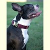 Country Brook Petz Premium Nylon Dog Collar with Metal Buckle for Small Medium Large Breeds - Vibrant 30+ Color Selection - 4 of 4