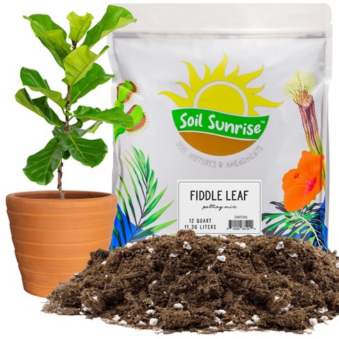 Soil Sunrise 12qt Fiddle Leaf Fig Potting Mix,fiddle Leaf Tree ...