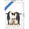 Trends International A Group Of Emperor Penguins Framed Wall Poster Prints - 3 of 4