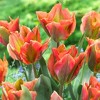 Van Zyverden 12ct Bulbs Tulips Artist - 3 of 4