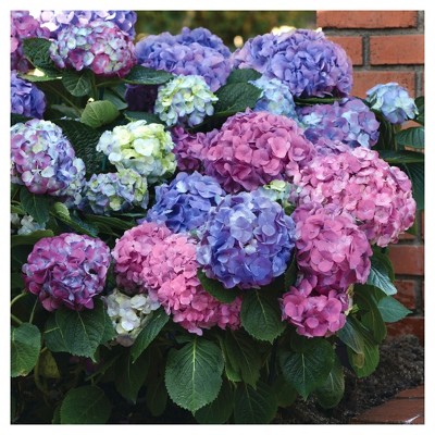 Hydrangea 'LA Dreamin' 3pc - National Plant Network - U.S.D.A. Hardiness Zones 5 - 10