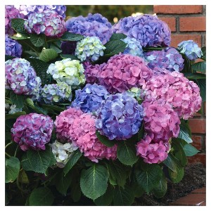 Hydrangea 'LA Dreamin' 3pc - National Plant Network: Globe-Shaped Blooms, Partial Shade, 0.5 Gal Pot - 1 of 4