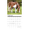 Willow Creek Press 2026 Horses Wall Calendar - 3 of 4