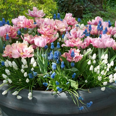 Spring Bulb Garden Set of 50 bulbs - Van Zyverden